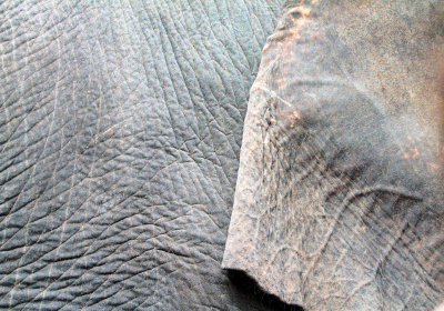 Ear of an elephant