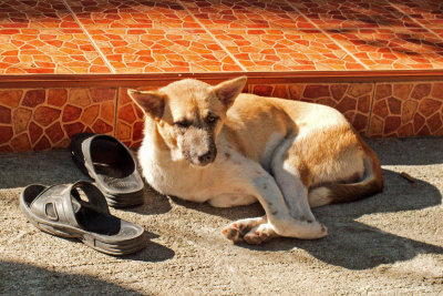 Footwear and Wat resident at tunnel entrance