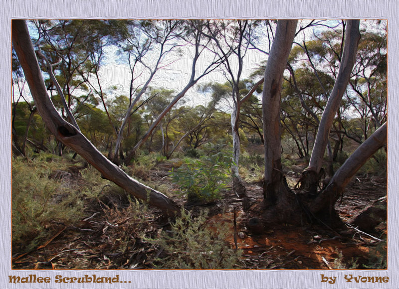 Mallee bushland