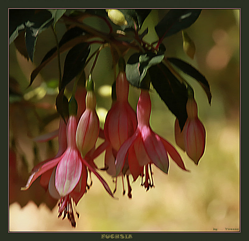 Fuchsias