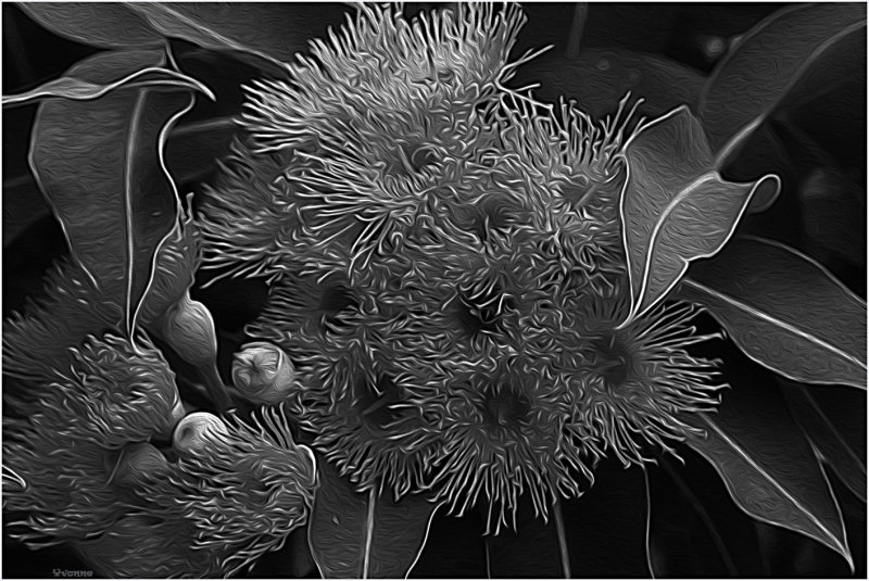 Flowering Gum