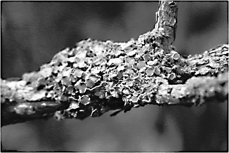 Lichen