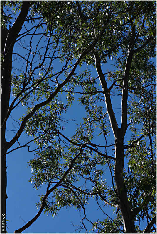Blue skies