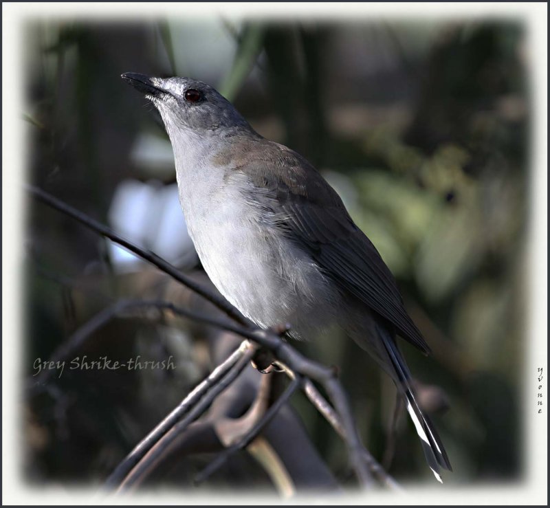 Grey Shrike-thrush