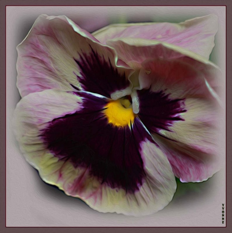 Pansy