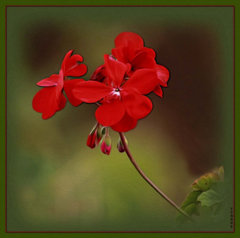 Zonal pelargonium