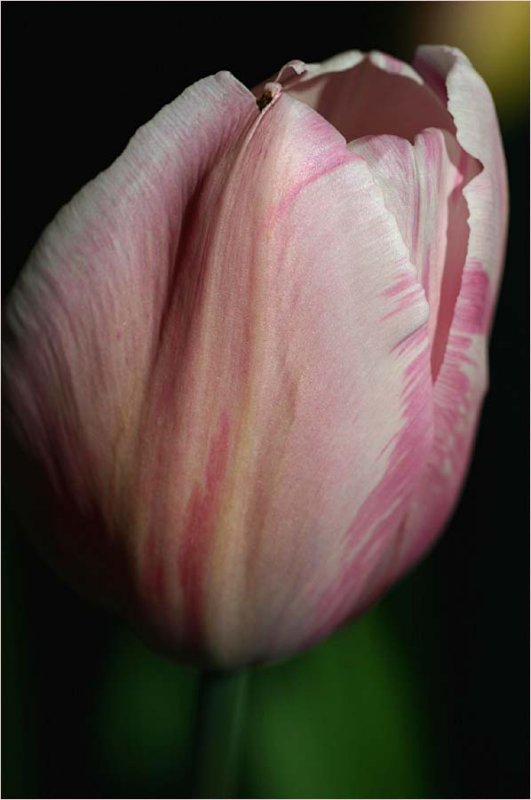 Tall pink tulip