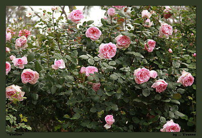 Roses in spring - Violina from afar