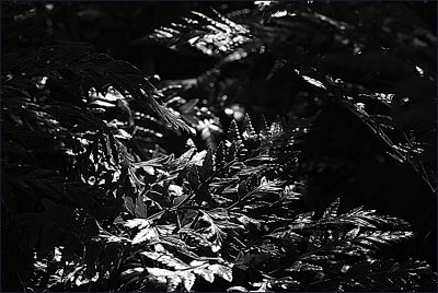 Ferns in the shade