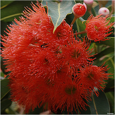 Red Flowering Gum 