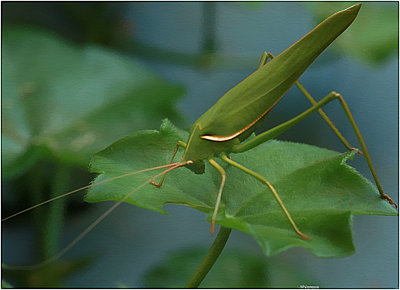 A grasshopper (I think)