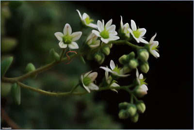 Succulent flowers