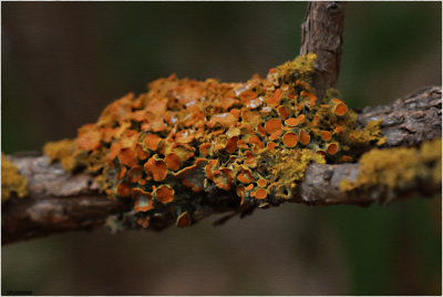 Lichen