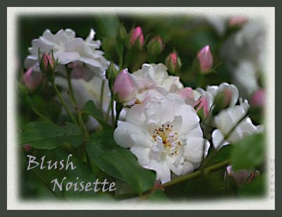 Blush Noisette