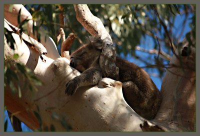 Sleepy Koala