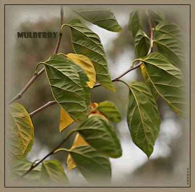 Mulberry