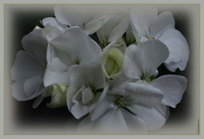 Zonal pelargonium