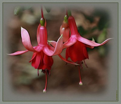 Fuchsia