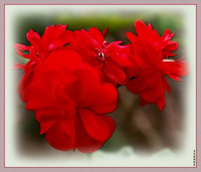 Zonal pelargonium