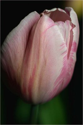 Tall pink tulip