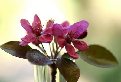 Another Crab Apple in bloom