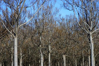 Paulownia trees Queensland
