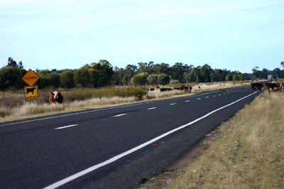 Cattle in the long paddock on way to Moree