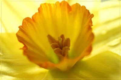 Yellow daffodil in early September