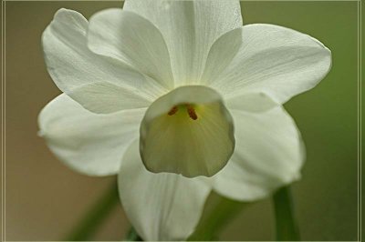 White daffodil in early September
