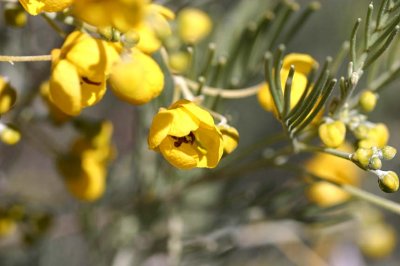 Yellow wildflower (cassia) en route Wilcannia