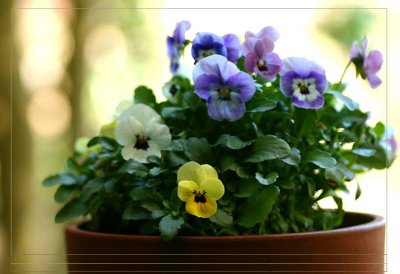 Pot of violas in September