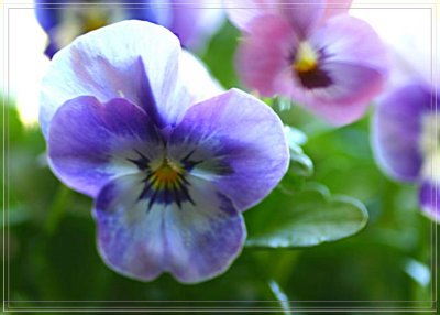 Violas in September