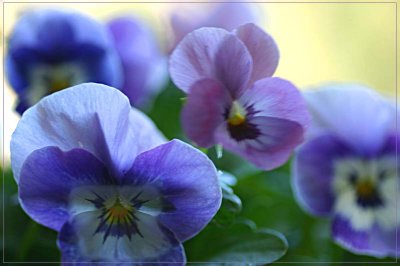 Violas in September