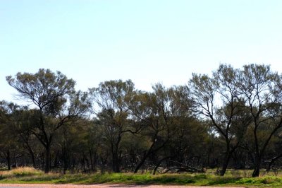 Road verge, Barrier Highway en route Cobar