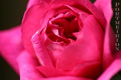 Spring rose