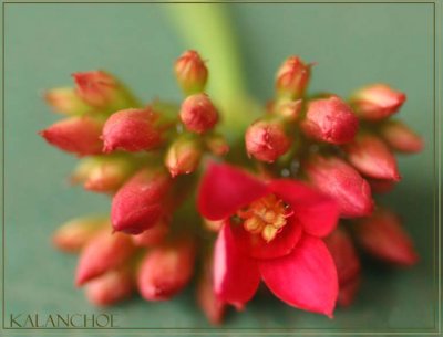 Red kalanchoe