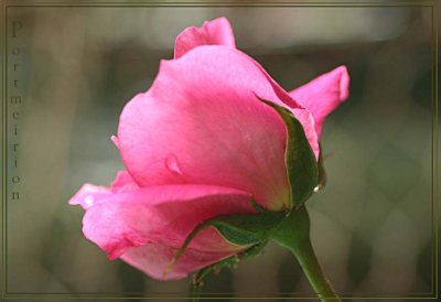 An early spring rosebud...