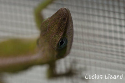 Lucius Lizard-166.jpg