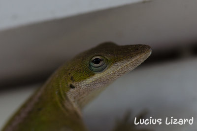 Lucius Lizard-23.jpg