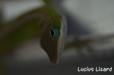 Lucius Lizard-68.jpg