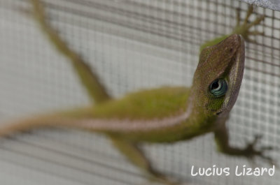 Lucius Lizard-170.jpg