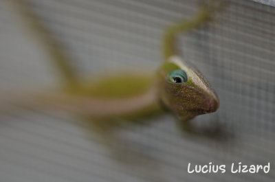 Lucius Lizard-183.jpg