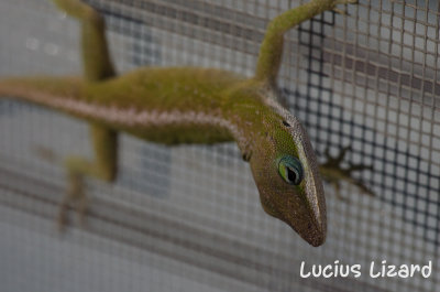 Lucius Lizard-190.jpg