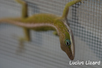 Lucius Lizard-191.jpg