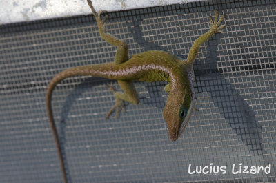 Lucius Lizard-207.jpg