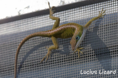 Lucius Lizard-208.jpg