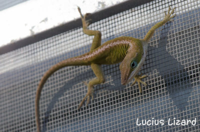 Lucius Lizard-213.jpg