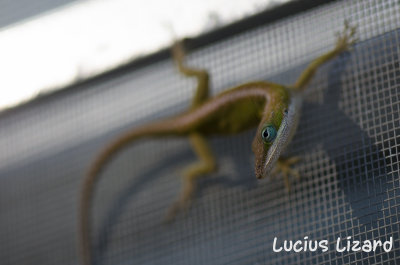 Lucius Lizard-218.jpg