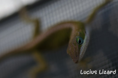 Lucius Lizard-225.jpg