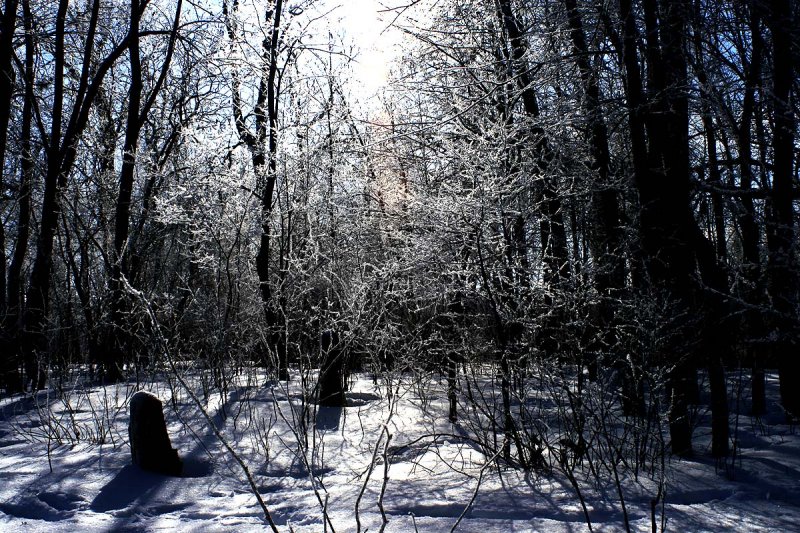 Frosty